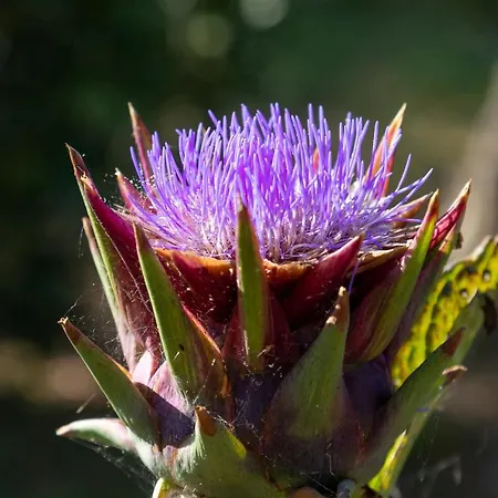 Lejlighed Piccolo Eden *