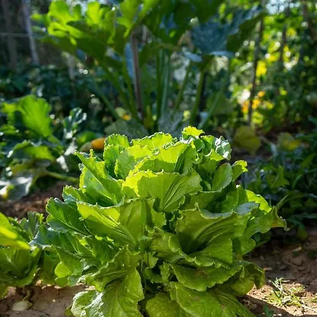 Lejlighed Piccolo Eden *