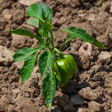 Piccolo Eden Lejlighed