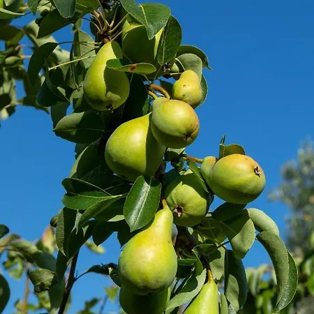 Piccolo Eden Lejlighed