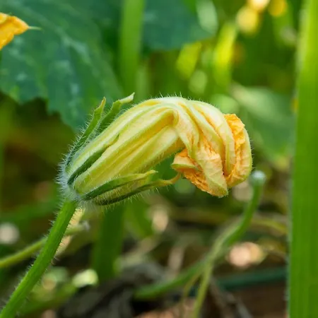 Piccolo Eden Lejlighed Vada