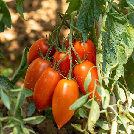 Lejlighed Piccolo Eden *