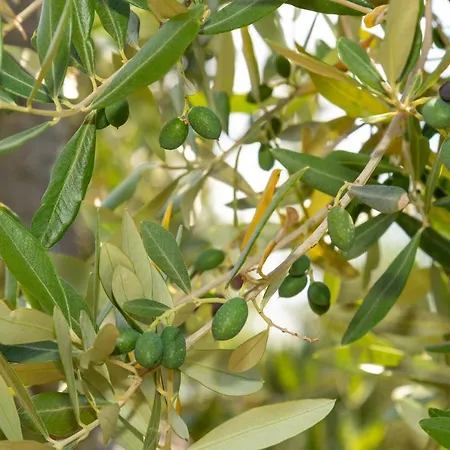 Piccolo Eden Lejlighed *