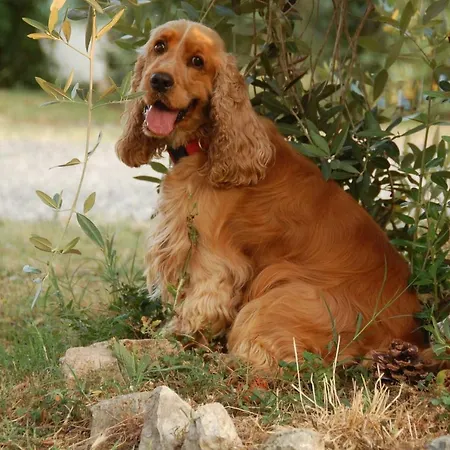 Lejlighed Piccolo Eden Vada