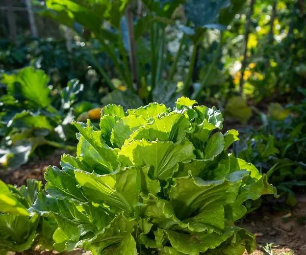 アパート Piccolo Eden *