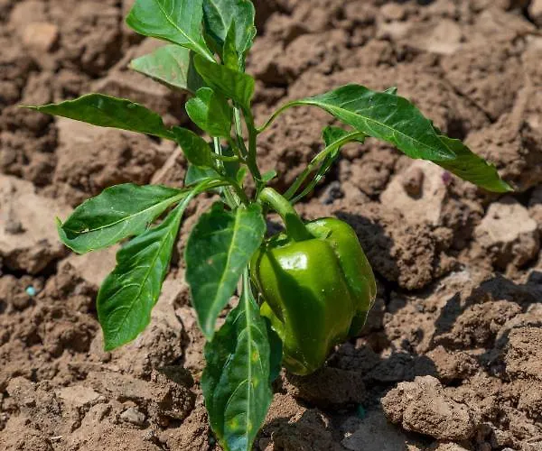 Piccolo Eden アパート