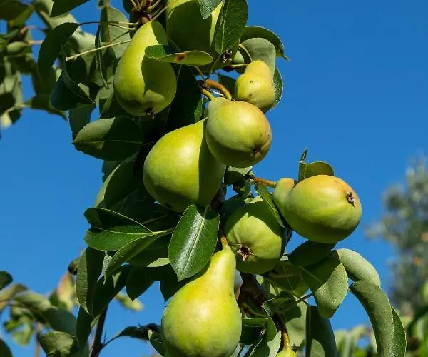 Piccolo Eden アパート