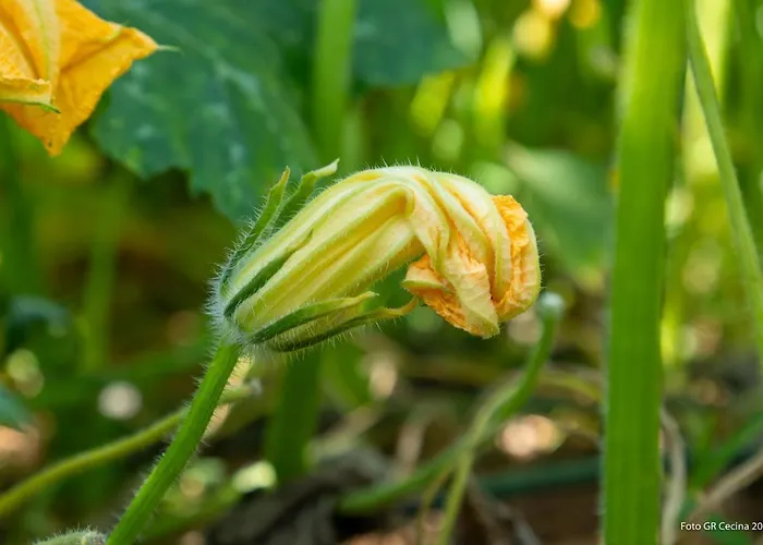 Piccolo Eden アパート ヴァダ