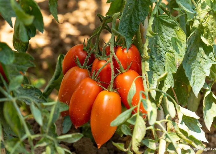 アパート Piccolo Eden *