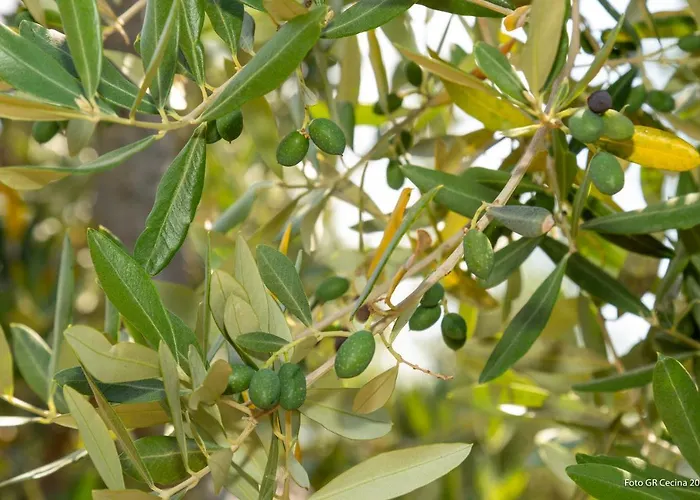 Piccolo Eden アパート *