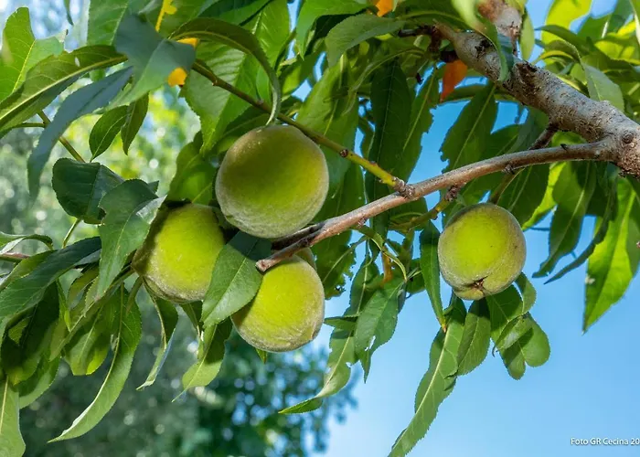 Piccolo Eden アパート