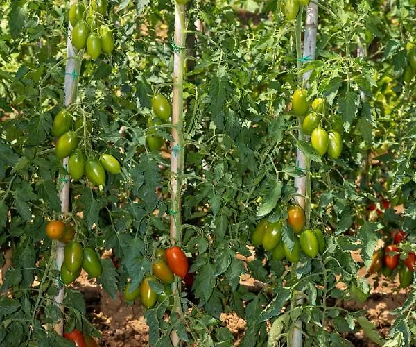 Piccolo Eden アパート