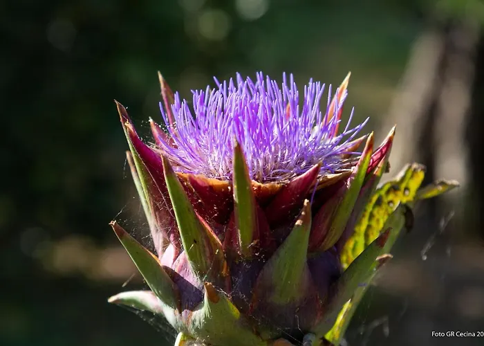 Διαμέρισμα Piccolo Eden *