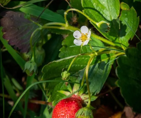 Διαμέρισμα Piccolo Eden *