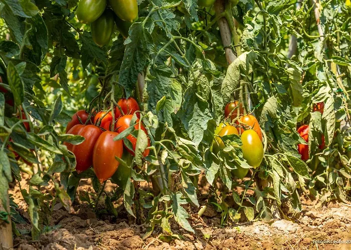 Piccolo Eden Διαμέρισμα *