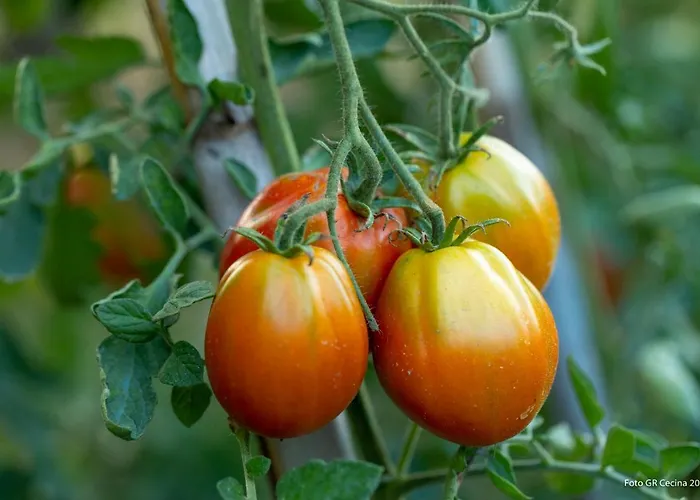 Διαμέρισμα Piccolo Eden *