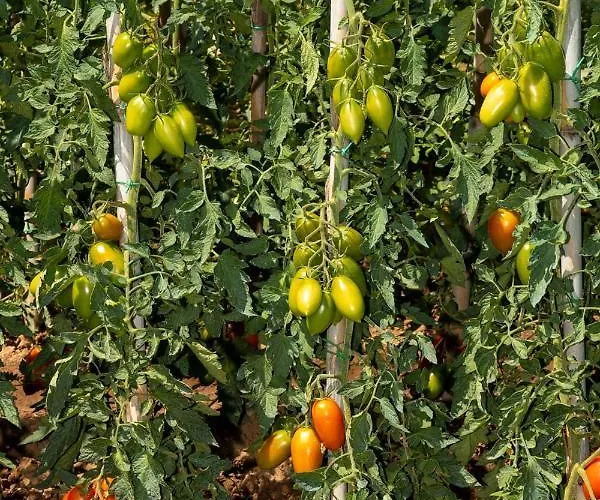 Piccolo Eden Διαμέρισμα