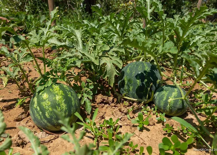 Piccolo Eden Διαμέρισμα