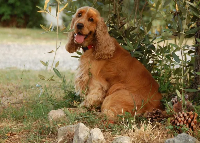 Διαμέρισμα Piccolo Eden Vada