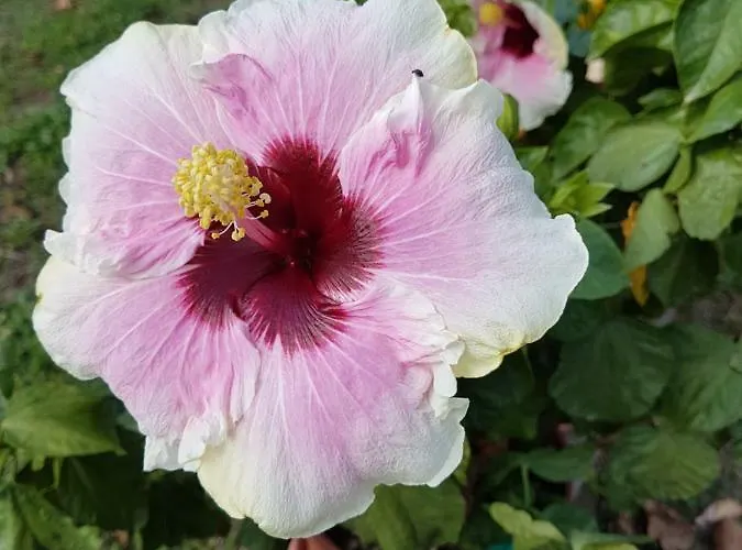 Piccolo Eden Διαμέρισμα